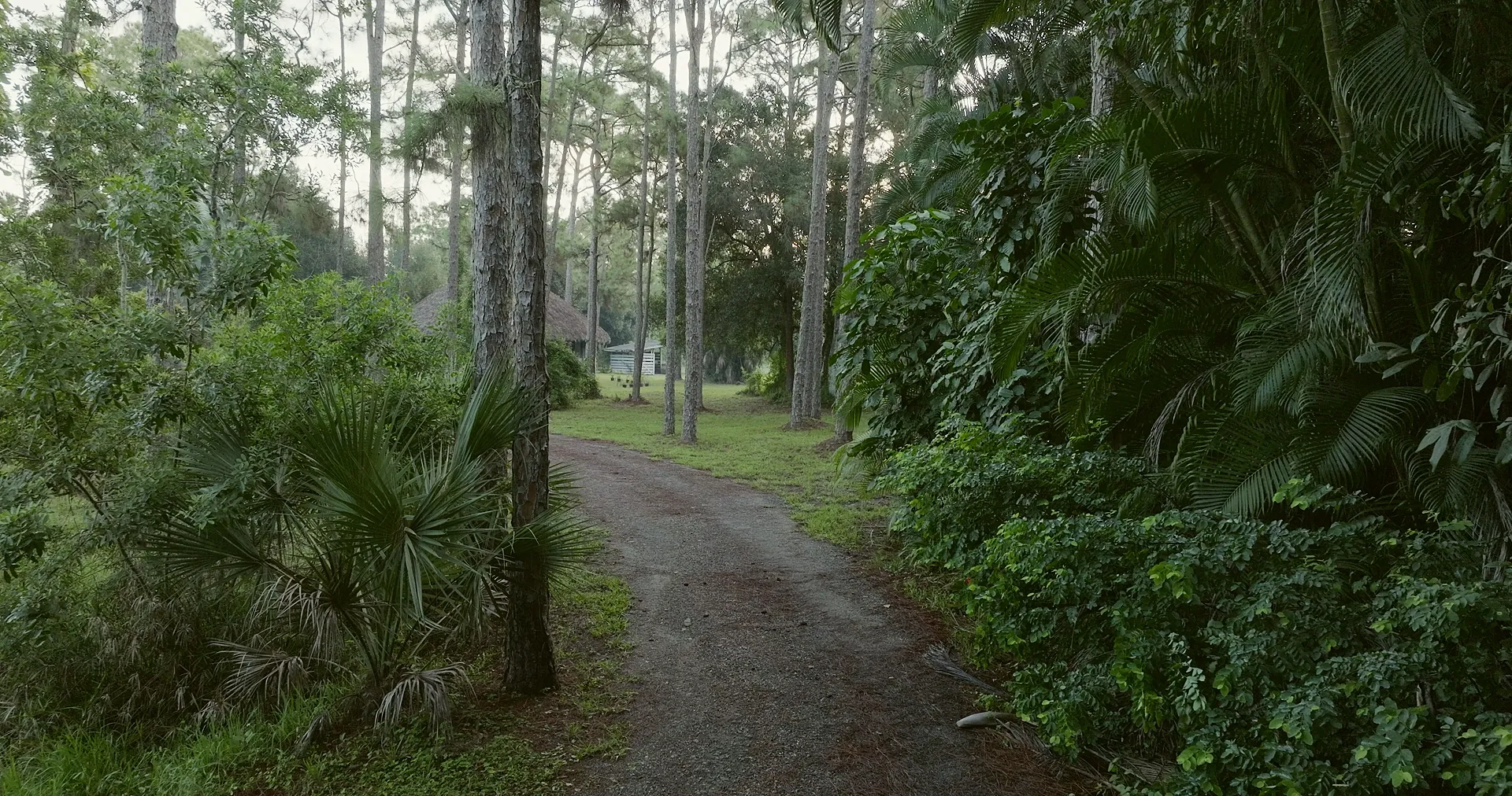 Morning mist between the pines along the drive into the Tikkun grounds in South Florida.