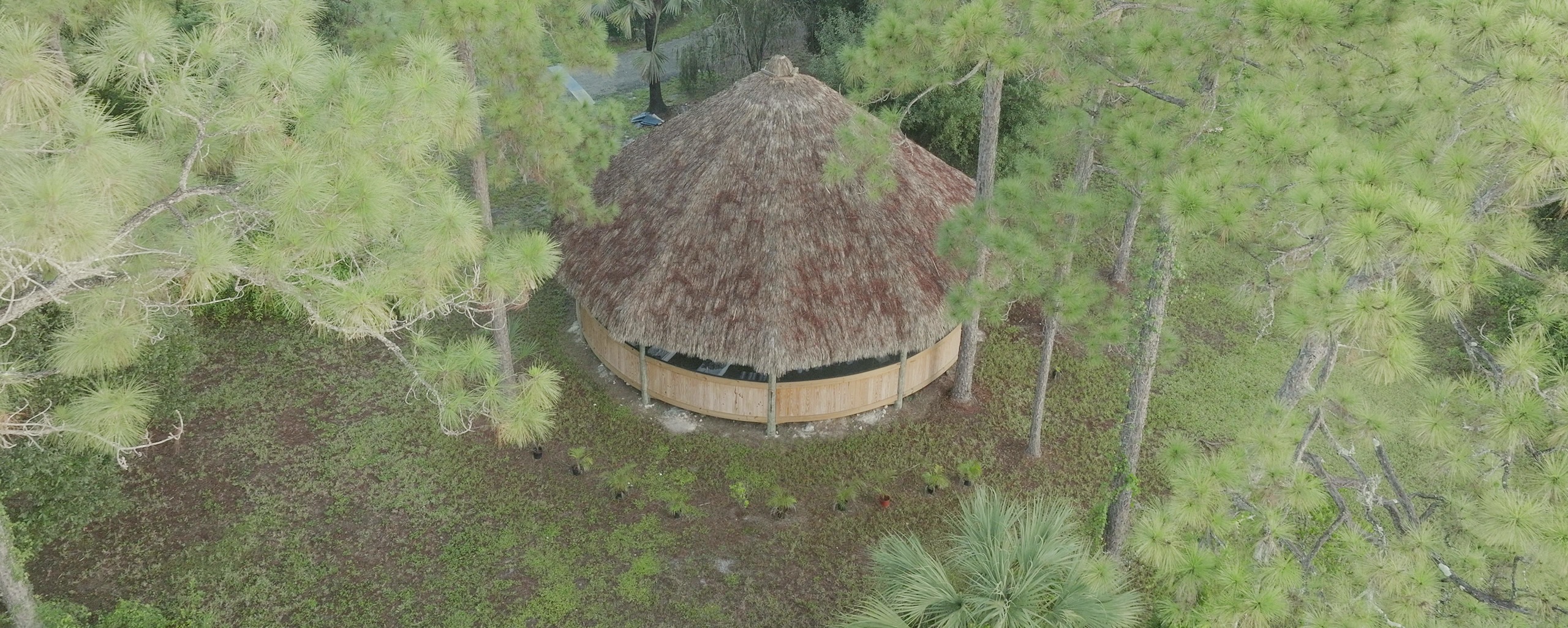The maloca's thatched roof seen from directly above, framed tightly by pine canopy.